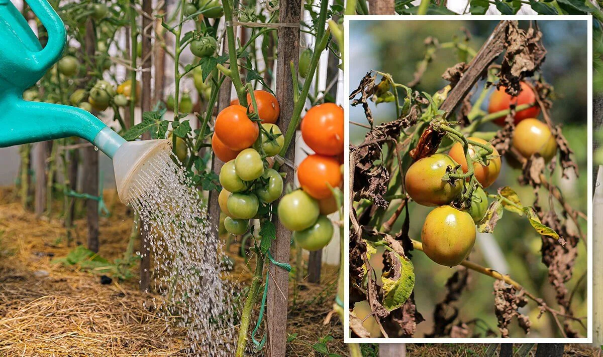 overwatered tomato plant greenhouse problem