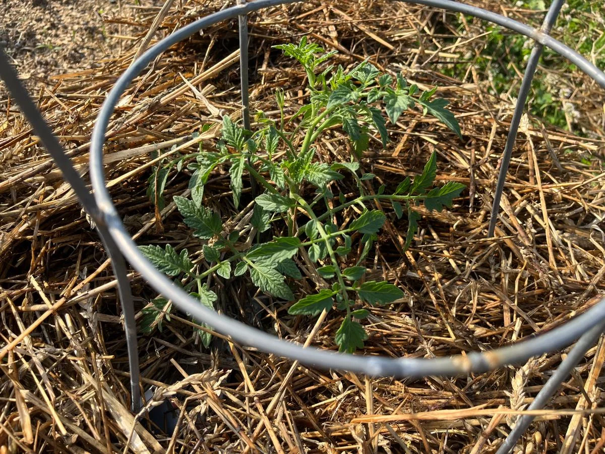 mulching tomato plants to prevent overwatering greenhouse