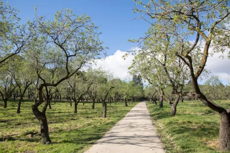 shade tree orchard germany summer