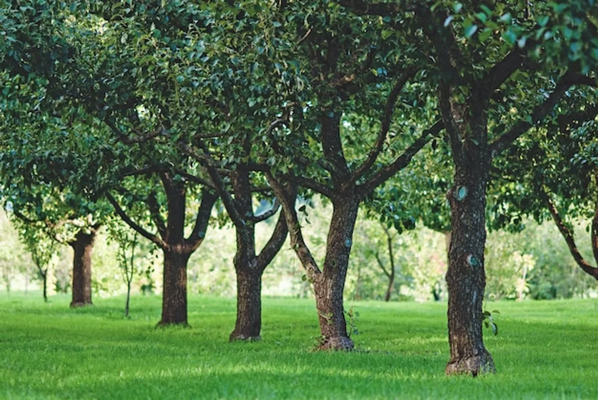 shade tree in orchard germany