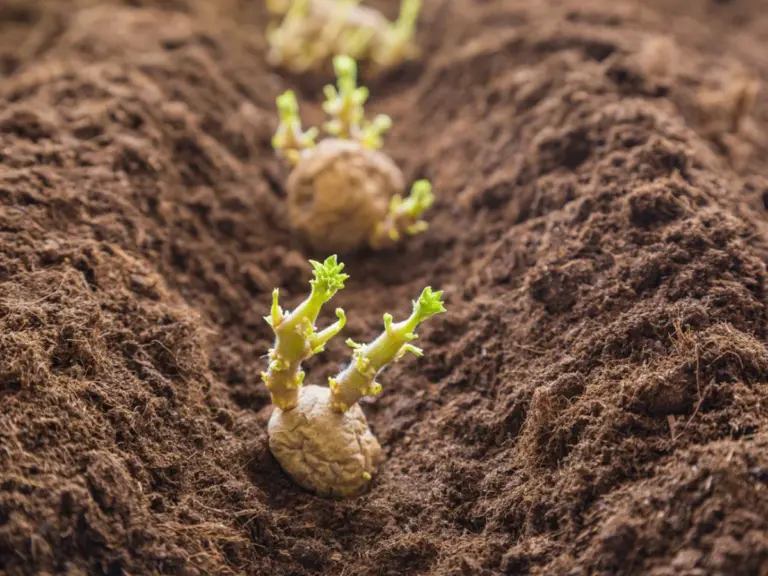 potato planting mistake garden depth