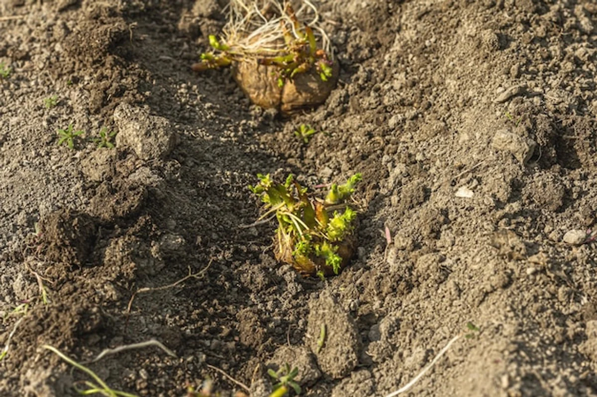 potato sprouts in garden soil spring planting