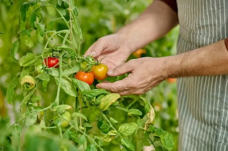 picking ripe tomatoes home garden hand close up