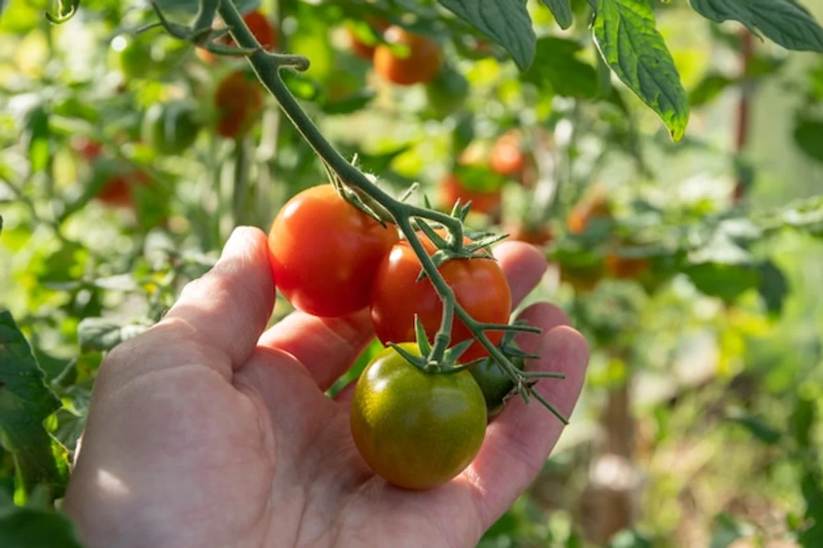close up hand picking ripe tomatoes plant garden