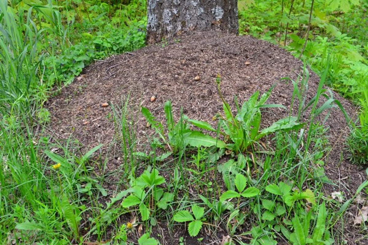 homemade compost pile in german garden