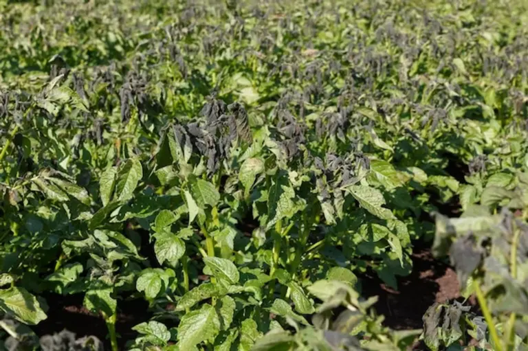 frost damaged seedlings before and after garden