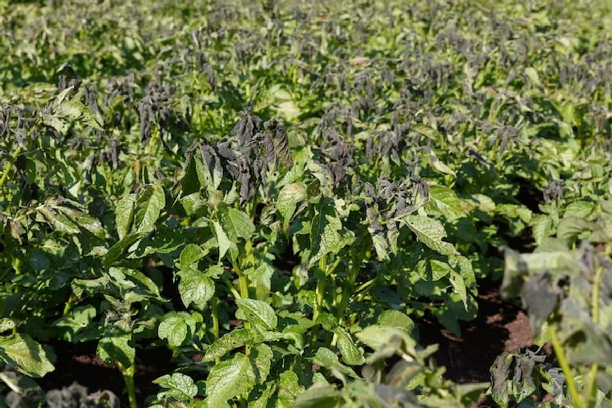 frost damaged seedlings before and after garden