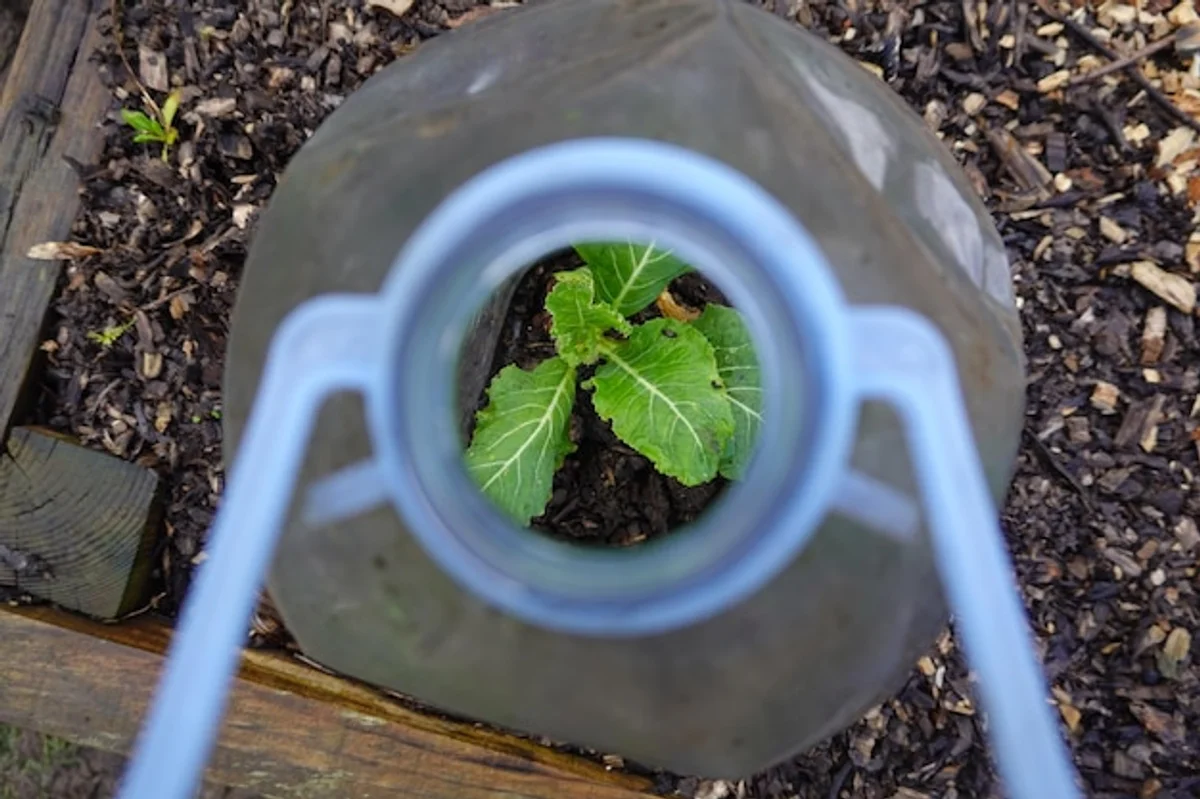 frost protection vegetable seedlings in garden