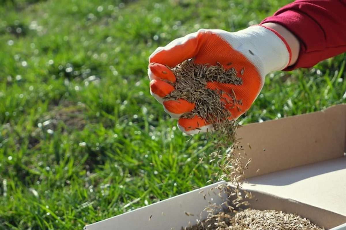 hands sowing lawn seeds on green soil garden spring