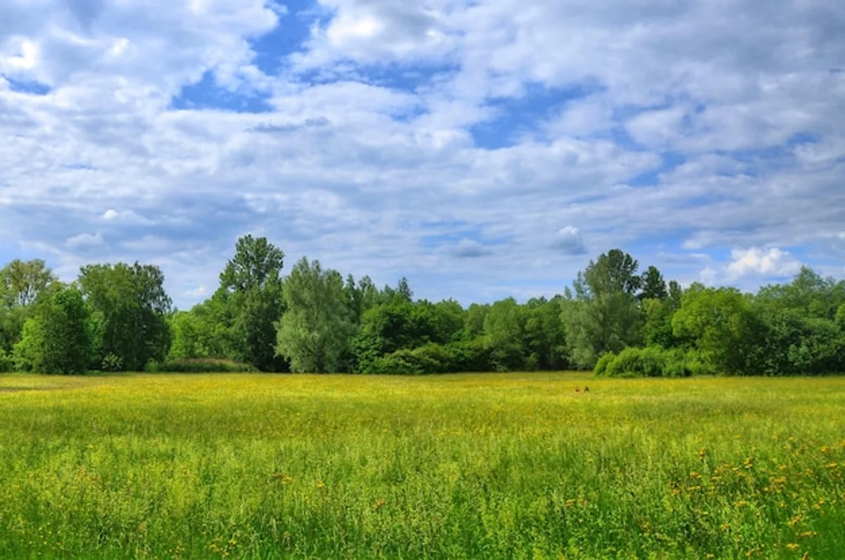 sustainable lawn care, eco-friendly, green grass, Germany