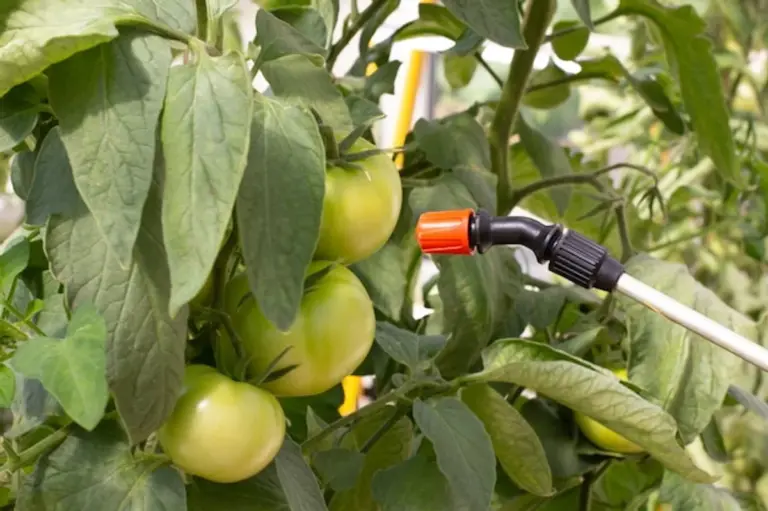 natural aphid removal vegetable garden eco-friendly