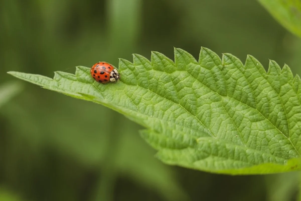 ladybug pest control vegetable garden