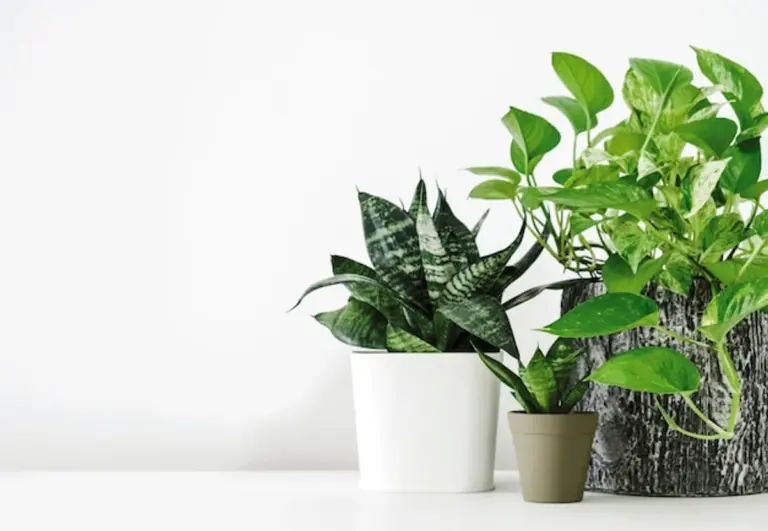 golden pothos air purifying plant modern apartment interior