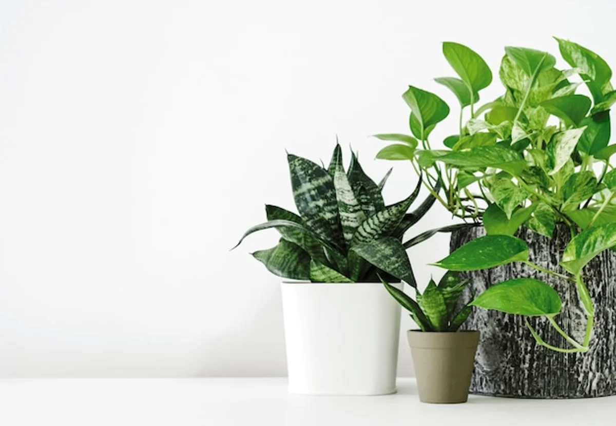 golden pothos air purifying plant modern apartment interior