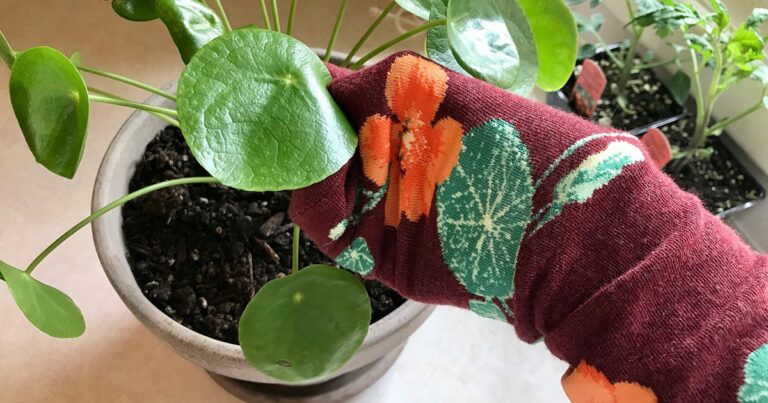 Alte Socken in die Blumenkübel: was dann passiert, überrascht alle