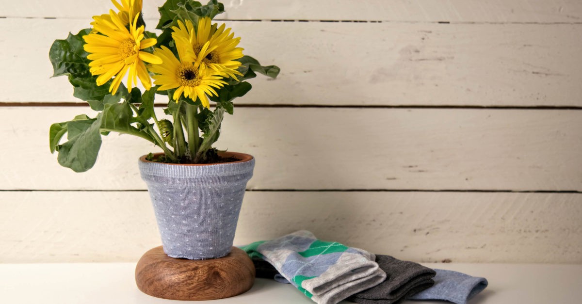 Alte Socken in die Blumenkübel: was dann passiert, überrascht alle - image 1
