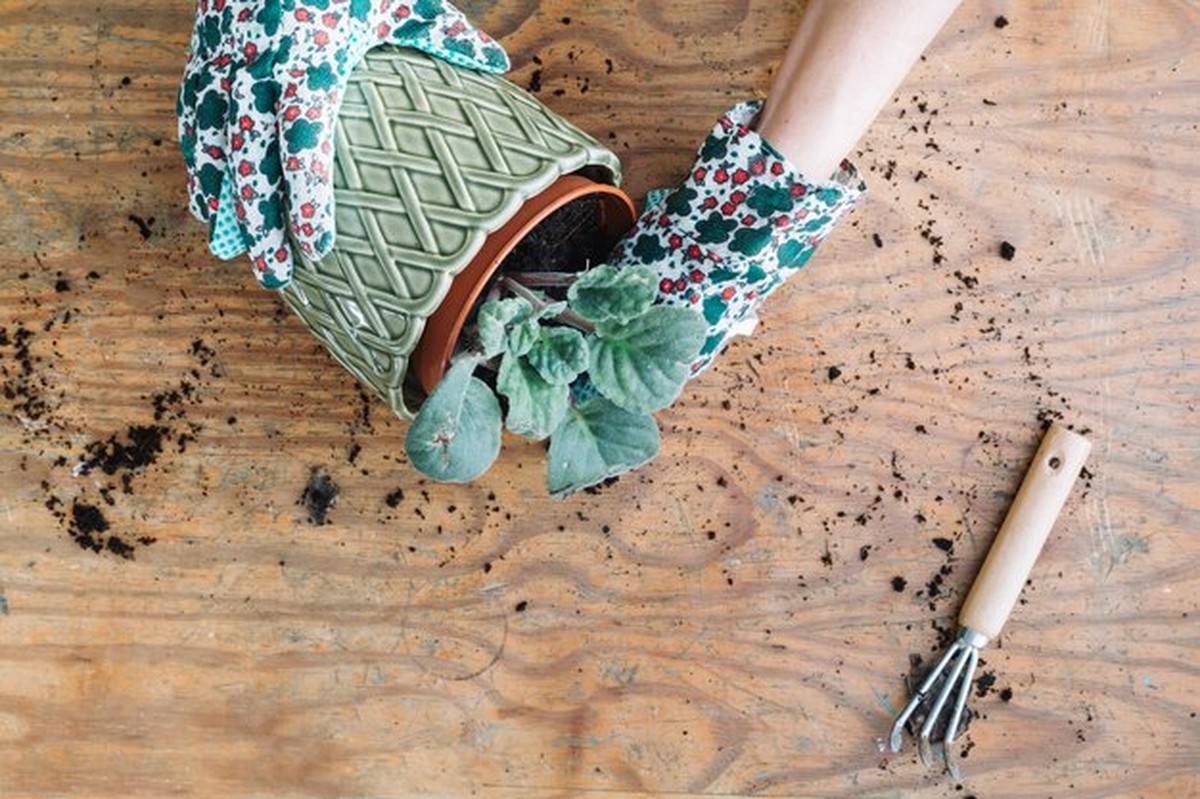 Alte Tassen als Blumenkübel: Der Upcycling-Trick für jeden Haushalt - image 1