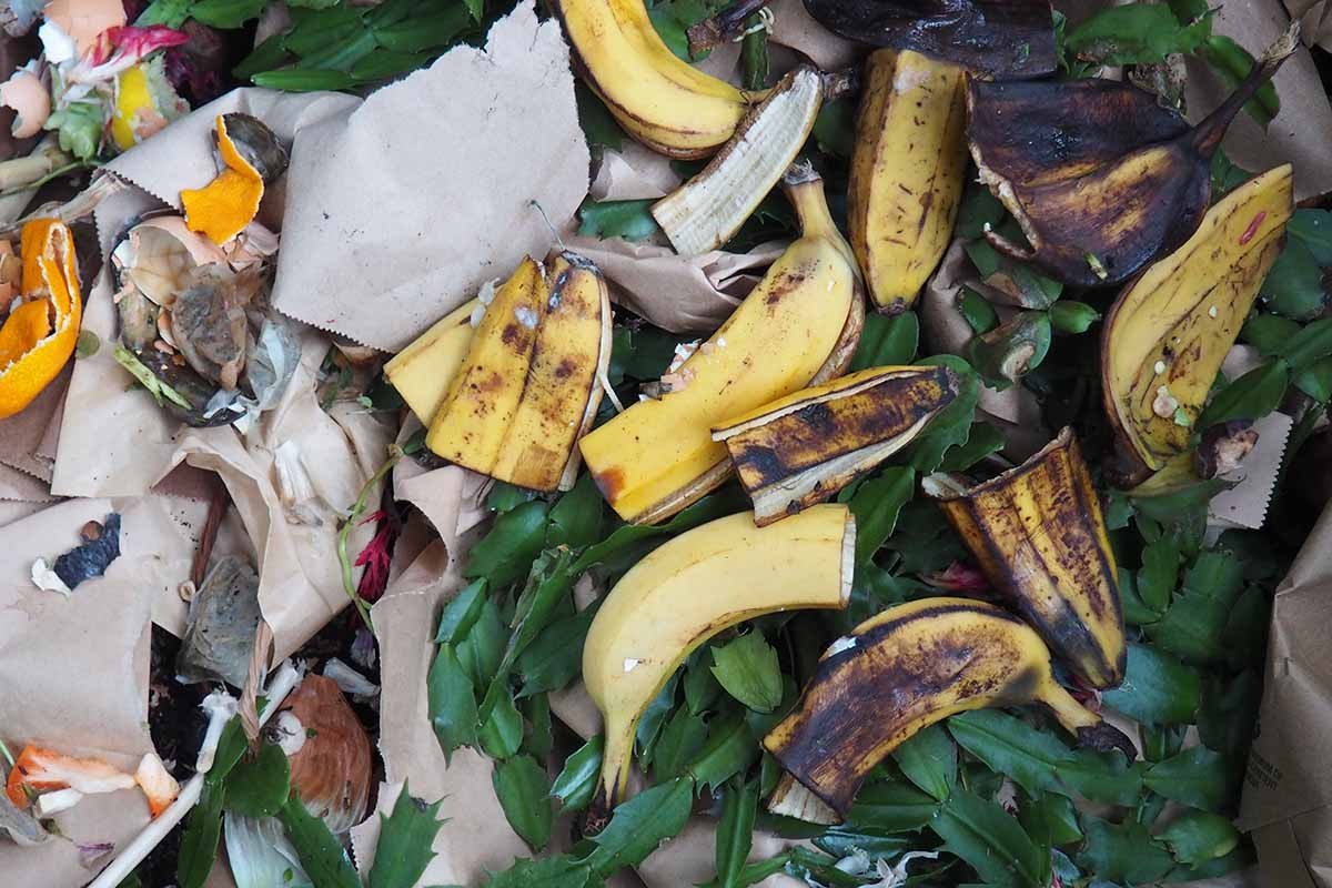 Bananenschalen für die Pflanzen – das nährstoffreichste Dünger-Hack - image 1