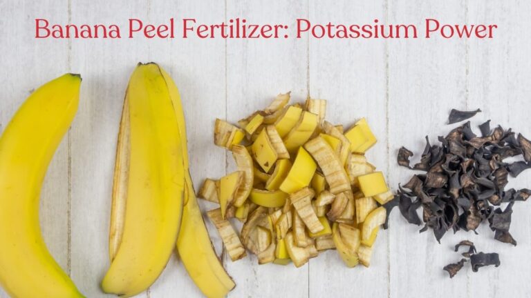 Bananenschalen im Garten – was Profigärtner nicht verraten wollen
