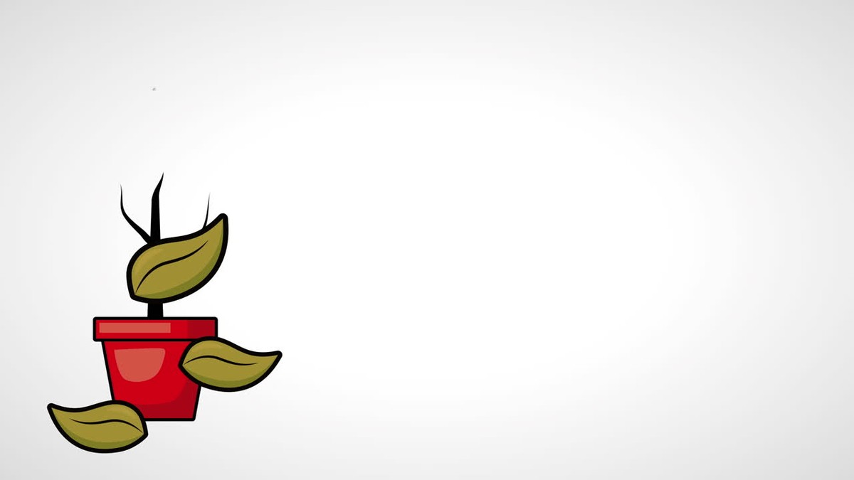 Декабрьская ошибка: почему ваши комнатные цветы вянут в холод