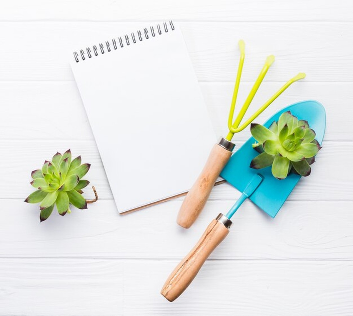 Dezember-Checkliste: 7 Dinge für einen gesunden Garten im Frühling - image 1