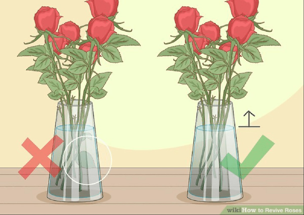 Essig im Blumenwasser: Wie verwelkte Rosen wieder 10 Tage länger halten - image 1