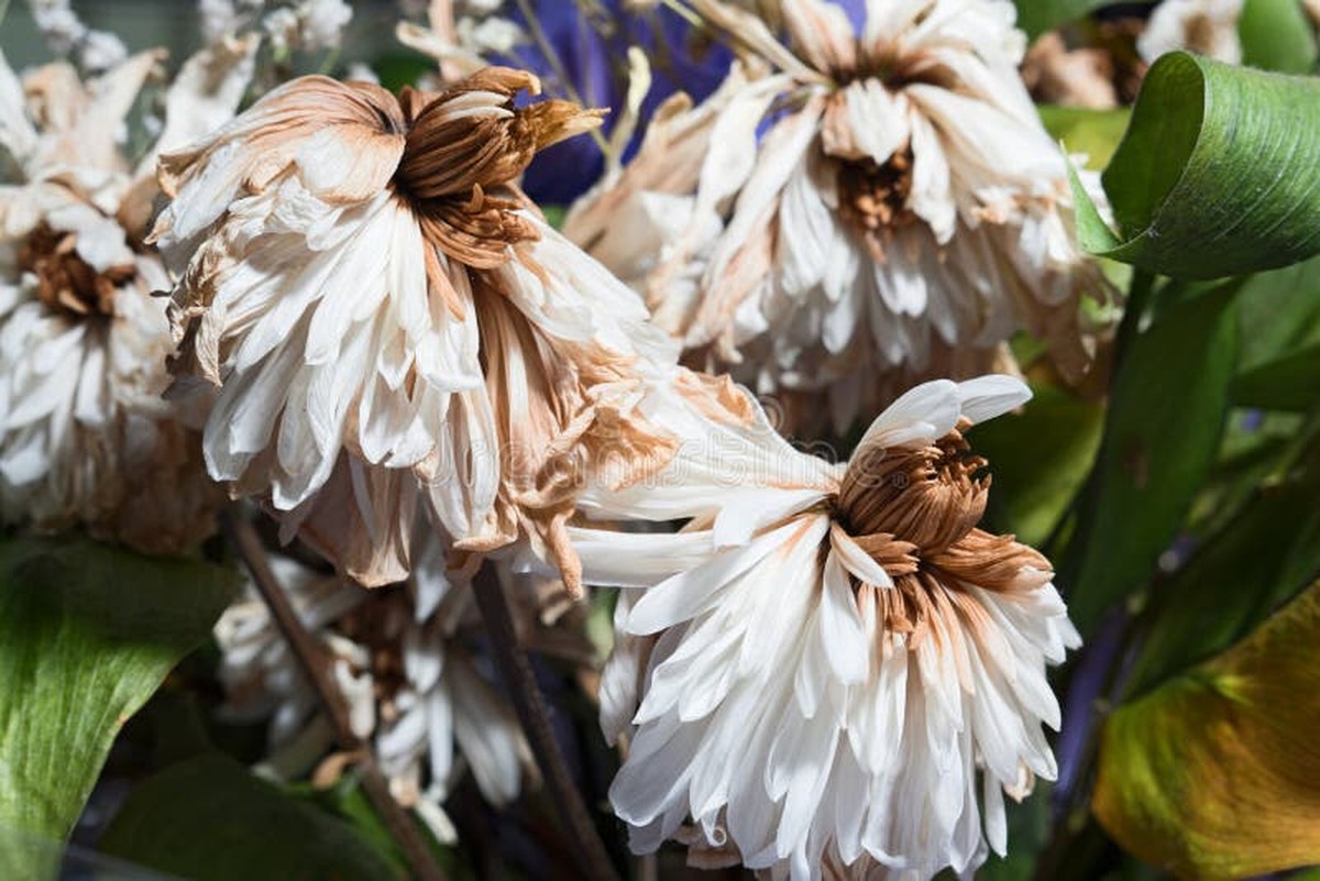Essig im Gießwasser: So retten Sie verwelkte Balkonblüten in einer Nacht