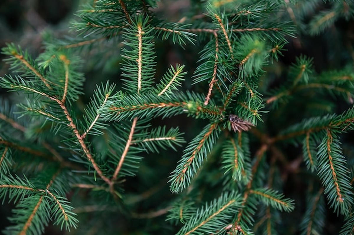 Gartenschau-Spezialist verrät: Darum sterben Pflanzen zur Weihnachtszeit - image 1