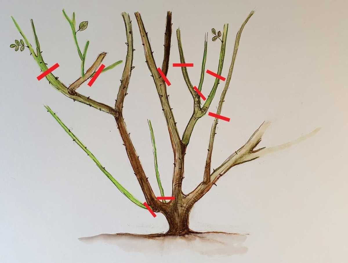 Gärtner verraten: Darum schneiden Sie Rosen immer in 45 Grad