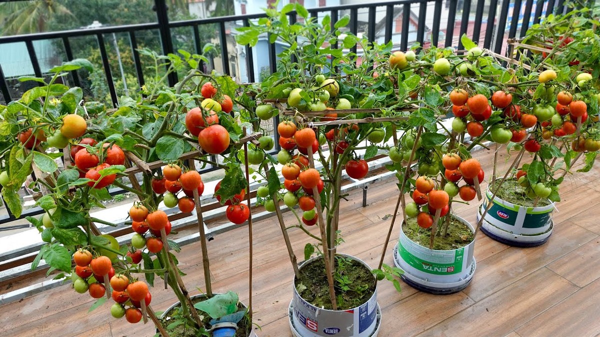 Gärtner verraten: Warum man Tomaten immer zu dritt pflanzt - image 1