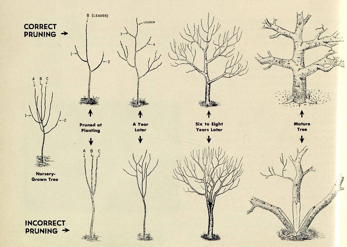 Gärtner verraten: Warum Sie im März beschneiden, nicht im Oktober - image 1