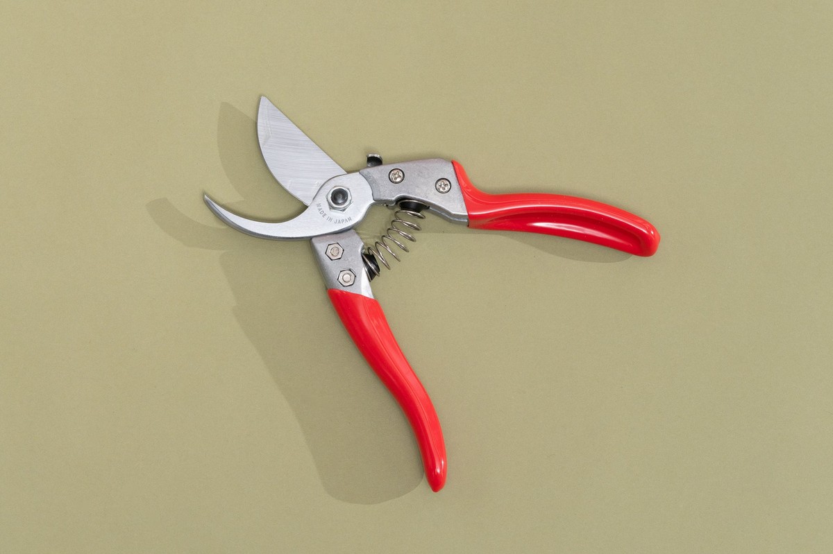 Gärtner verraten: Warum Sie im März beschneiden, nicht im Oktober - image 2