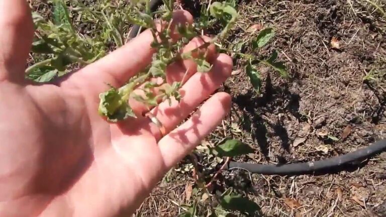 Gärtner warnen: Diesen Dünger niemals in den Frühjahr geben