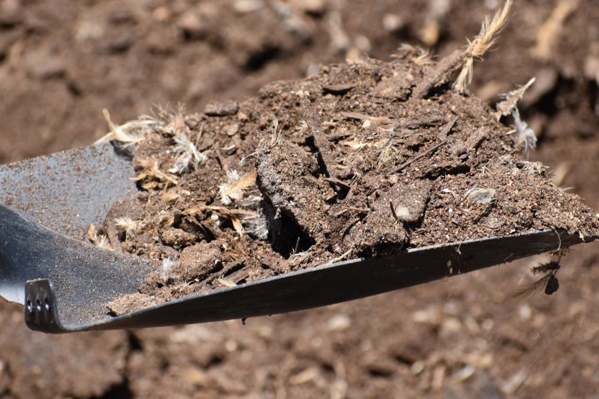 Gärtner warnen: Diesen Dünger niemals im Frühling verwenden - image 2