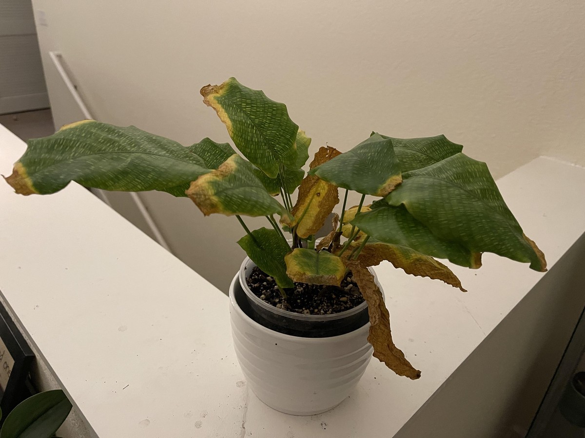 Gärtner warnen: Niemals diese Dünger direkt auf die Wurzeln geben - image 1