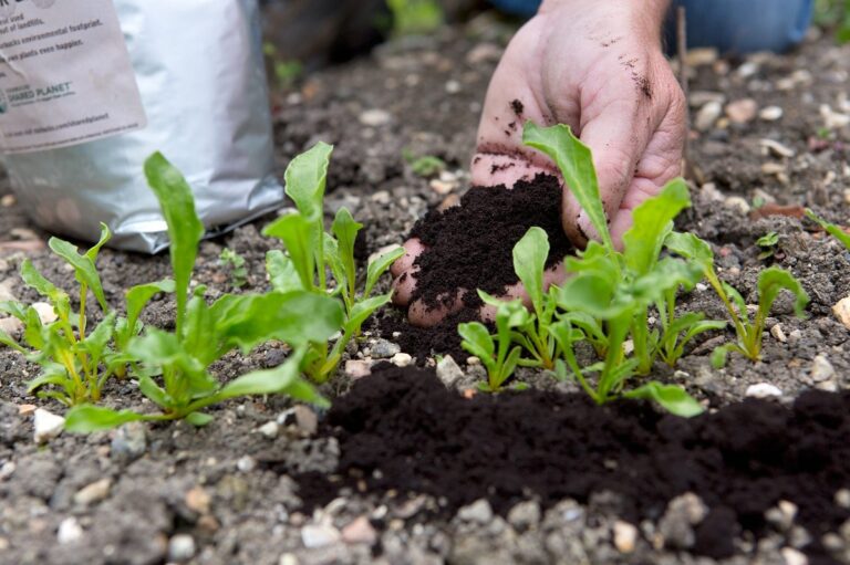 Kaffeesatz im Garten: Warum Gärtner ihn nie wegwerfen