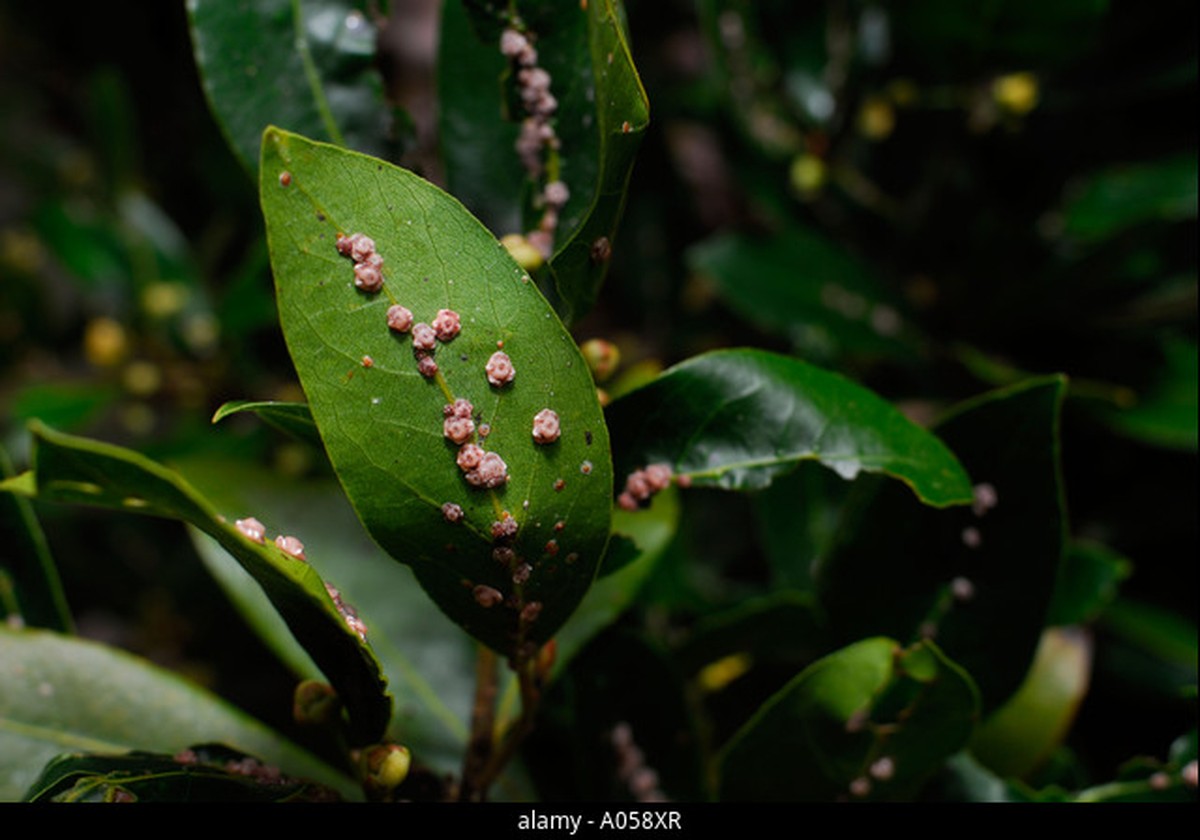 Lorbeerblatt ins Mehl: Der 100 Jahre alte Trick gegen Vorratsschädlinge - image 1