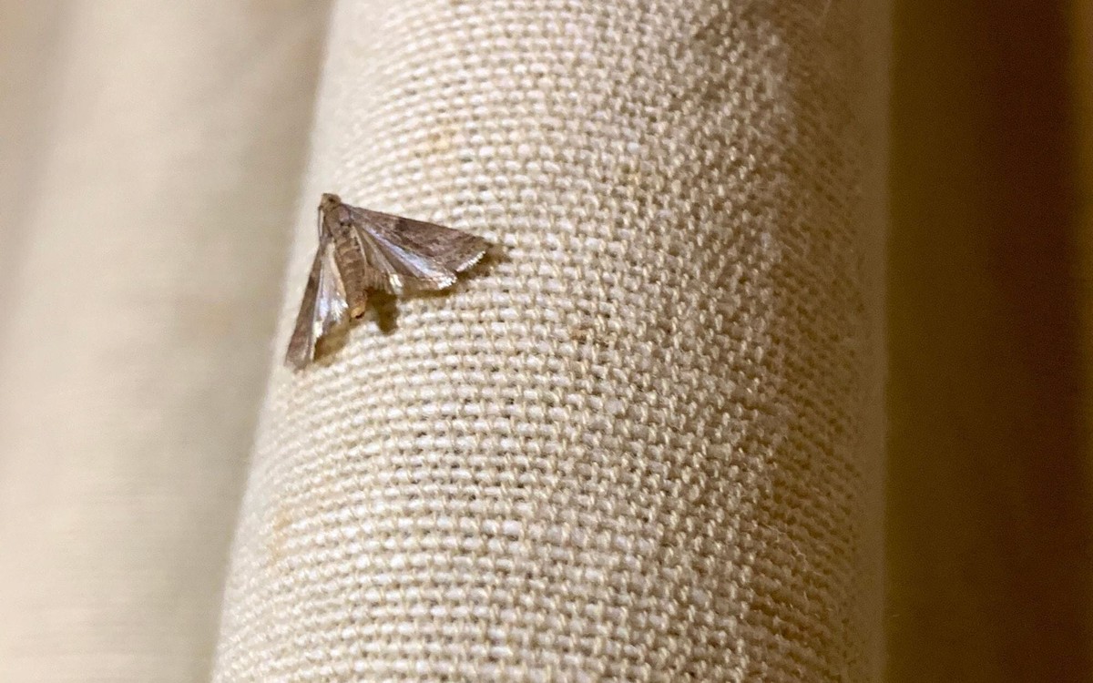 Lorbeerblatt ins Mehl: Der 100 Jahre alte Trick gegen Speisekammer-Schädlinge - image 2