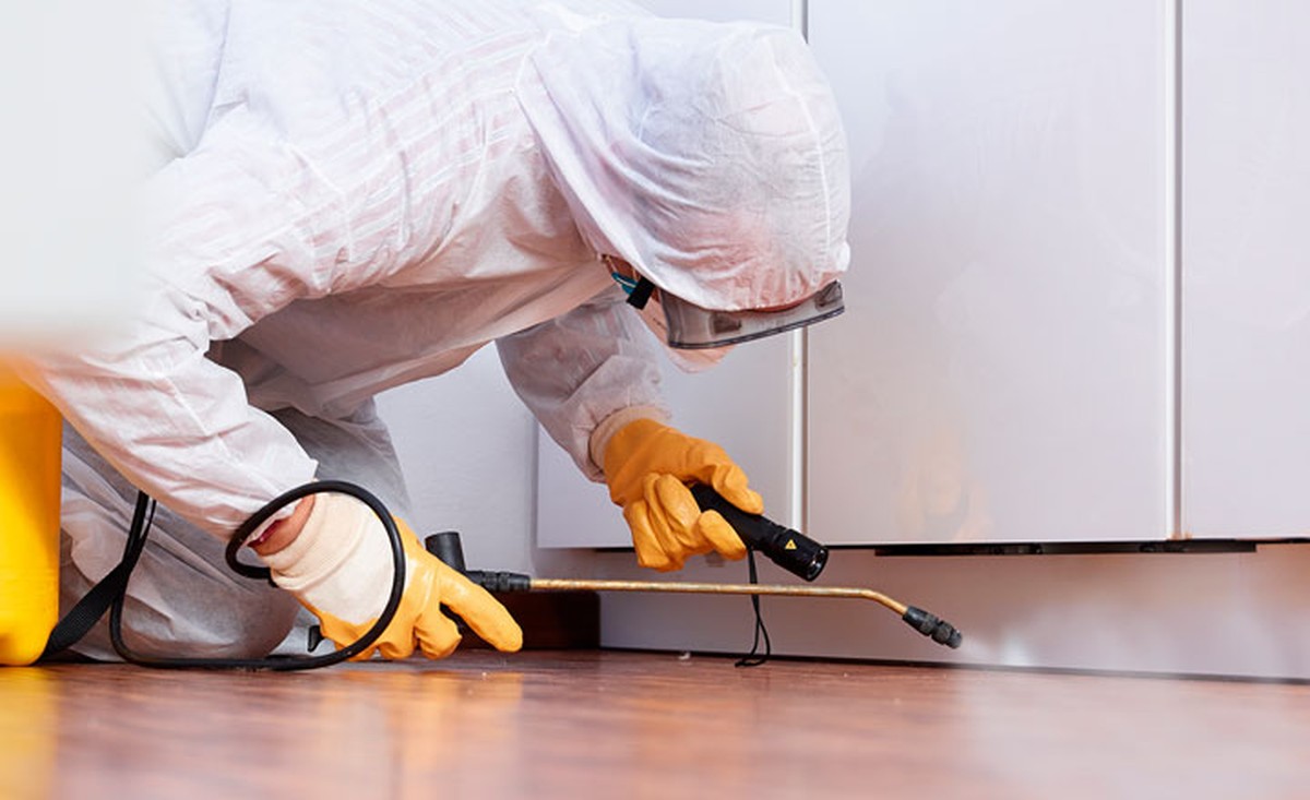 Lorbeerblatt ins Mehl: Der 100 Jahre alte Trick gegen Vorratsschädlinge - image 2