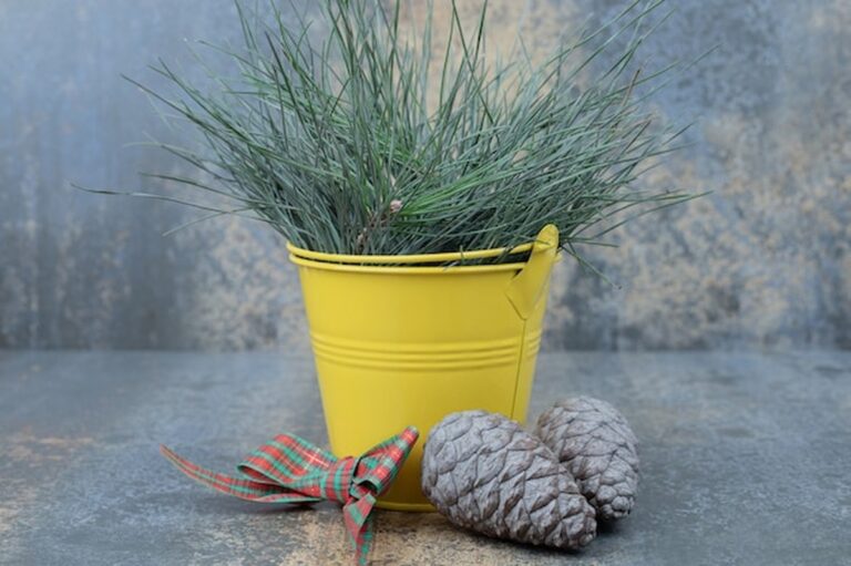 Pflanzen im Winter richtig gießen – der häufigste Fehler von über 50-Jährigen