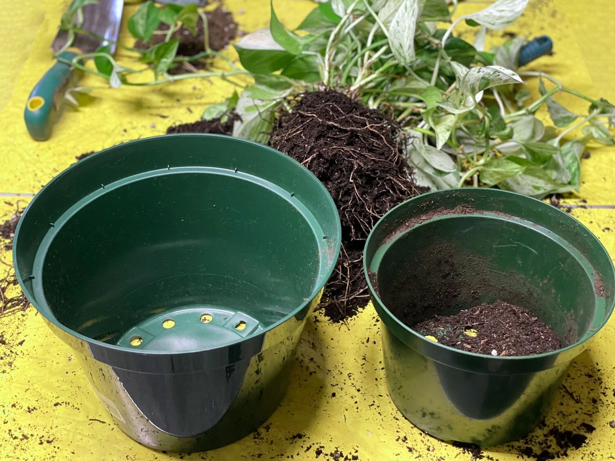 Stoppt – ihr beschädigt die Wurzeln: Das macht fast jeder Hobbygärtner falsch - image 1