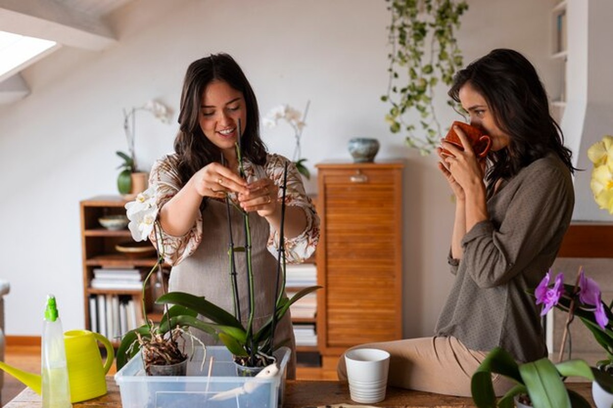 Warum Ihre Zimmerpflanzen im Dezember eingehen – und wie Sie sie retten - image 1