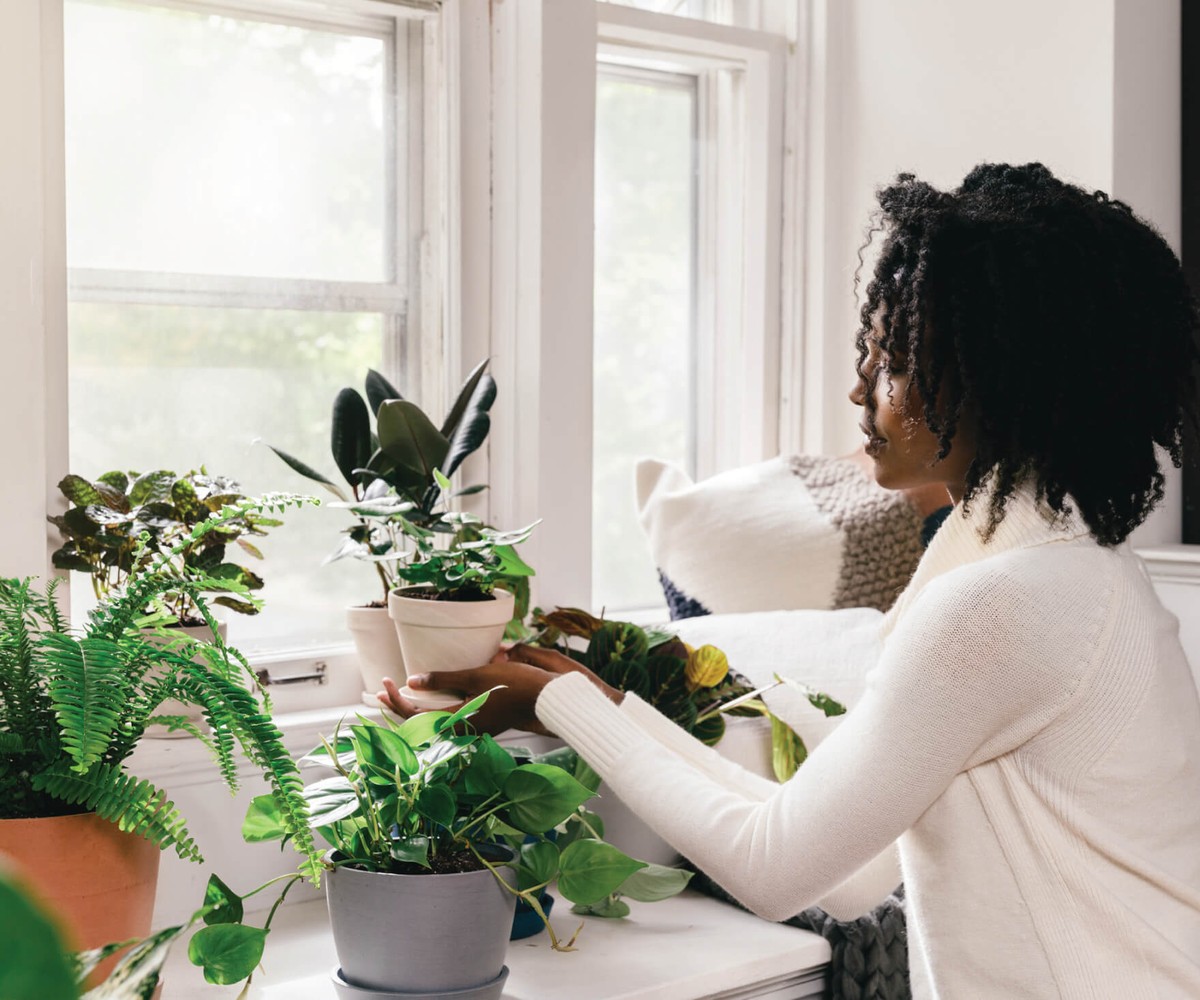 Zeitungspapier unter den Topfpflanzen spart Ihre Böden vor Schimmel - image 2