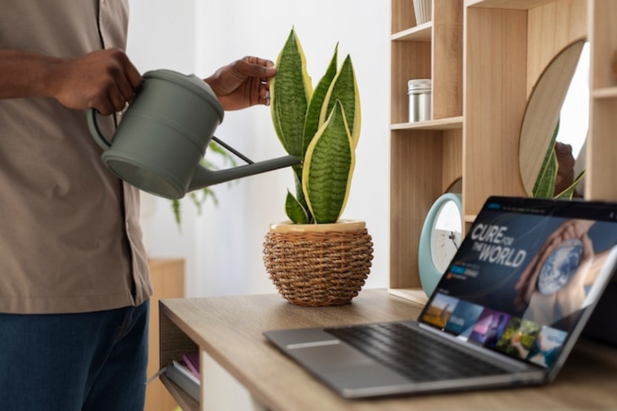 Zimmerpflanzen gießen: Das machen 9 von 10 Deutschen falsch - image 1