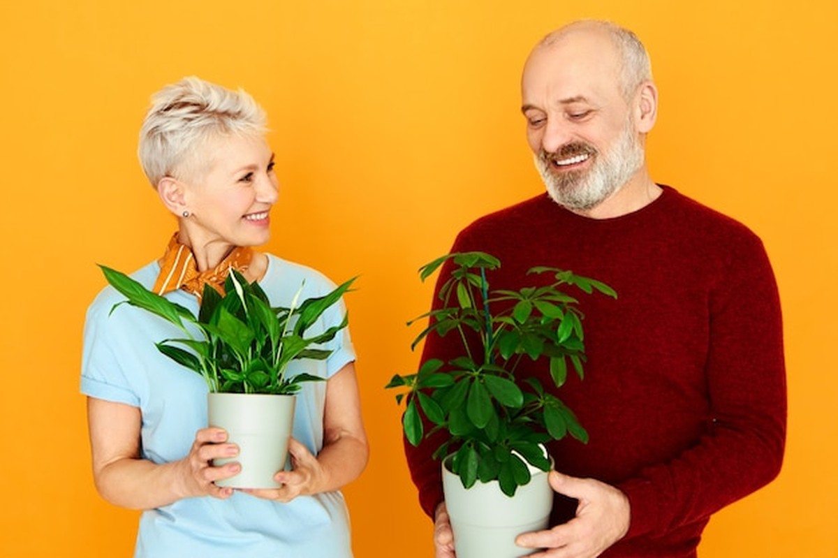 Zimmerpflanzen gegen Einsamkeit: Der beste Begleiter für über 60-Jährige - image 1