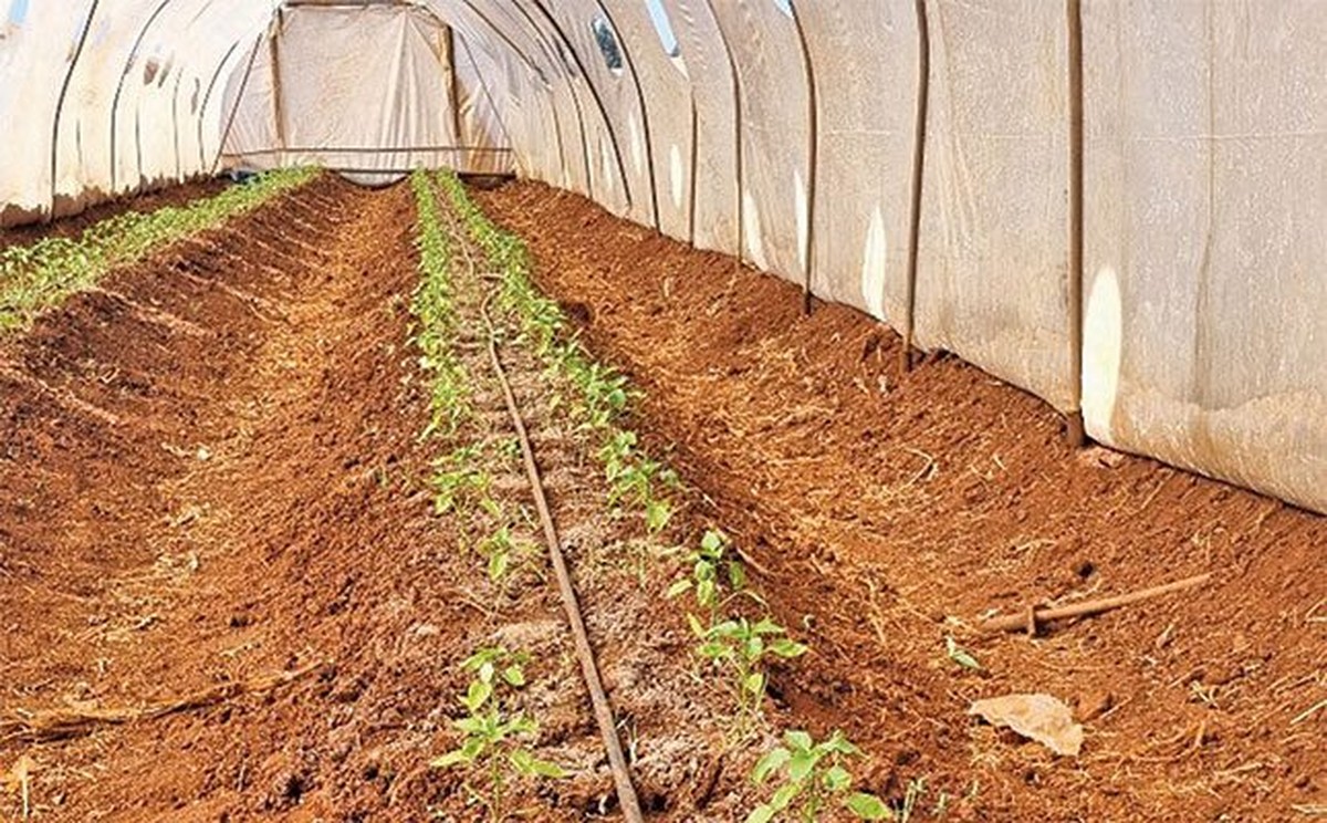Backpulver im Blumentopf – das Geheimnis gegen Schimmel und Gerüche - image 2