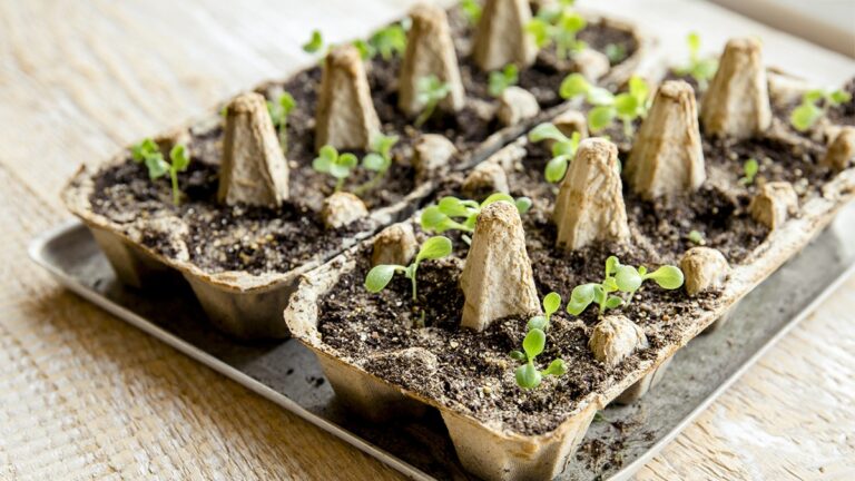 Eierkarton als Anzuchttöpfe – Der Gärtnertrick für null Euro