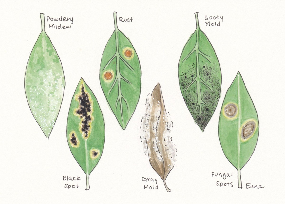Essig im Blumensprüher gegen Pilze: Das Geheimnis der Gärtner - image 2