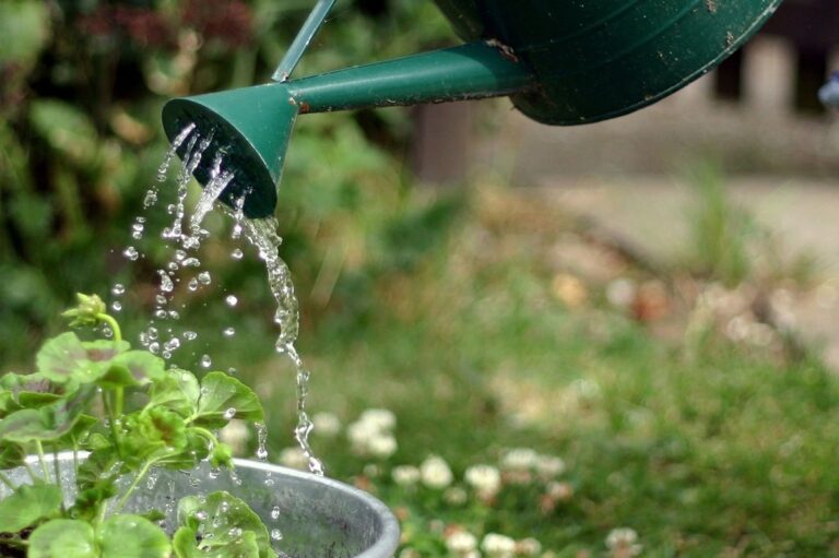 Essig in der Gießkanne: Wie deine Pflanzen wieder glänzen