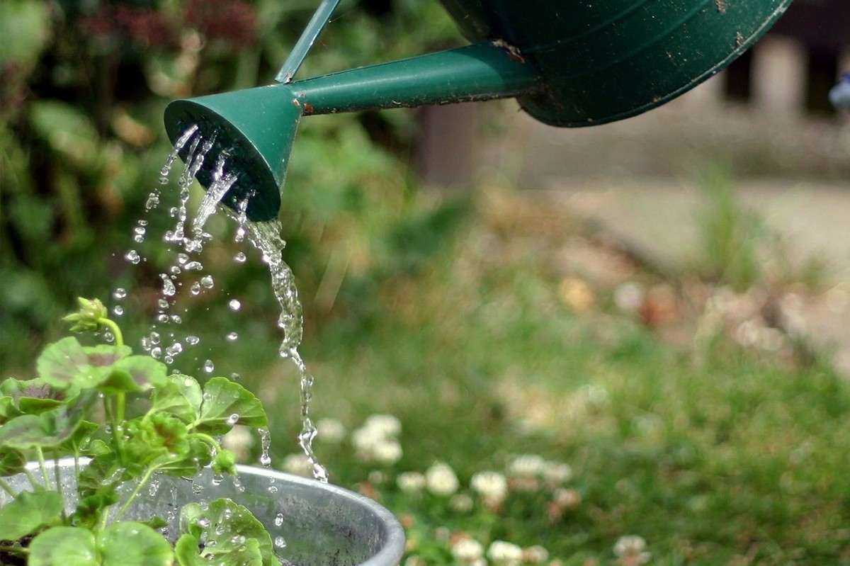 Essig in der Gießkanne: Wie deine Pflanzen wieder glänzen